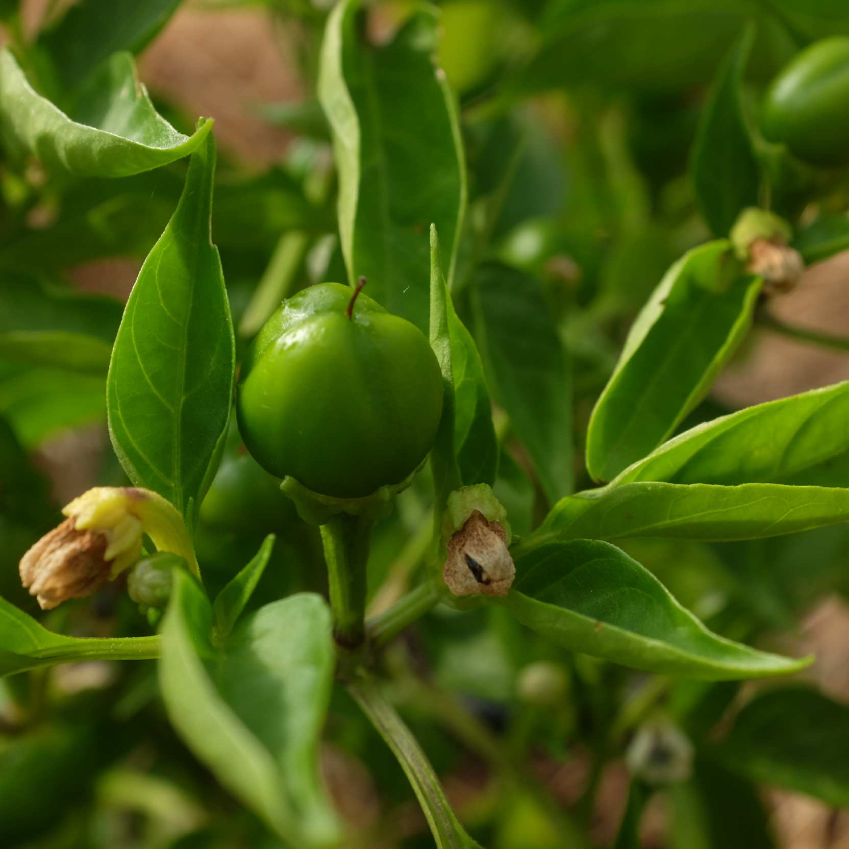 poivron-mini-red-bell-bio-semence-la-boite-a-graines-2025 (3)_WEB Poivron mini red bell : Variété de mini poivron productive. Petits fruits ronds rouge à maturité, chair épaisse, juteuse et sucrée. Port compact, peut se cultiver en pot.