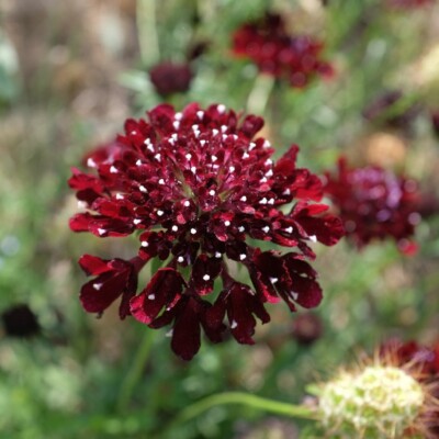 Scabiosa atropurpurea Black Night : Belle plante aux fleurs pourpres révélant un contraste fort avec les étamines blanches.