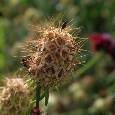 Scabiosa atropurpurea Black Night : Belle plante aux fleurs pourpres révélant un contraste fort avec les étamines blanches.