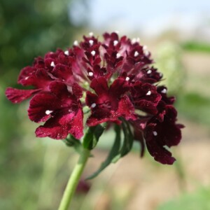 Scabiosa atropurpurea Black Night : Belle plante aux fleurs pourpres révélant un contraste fort avec les étamines blanches.