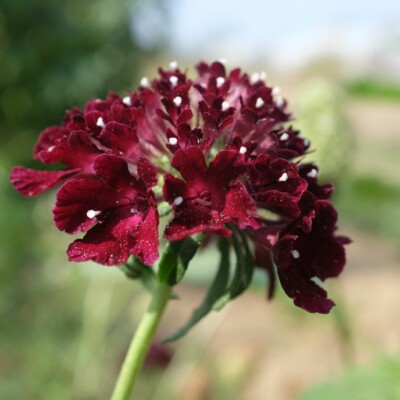 Scabiosa atropurpurea Black Night : Belle plante aux fleurs pourpres révélant un contraste fort avec les étamines blanches.