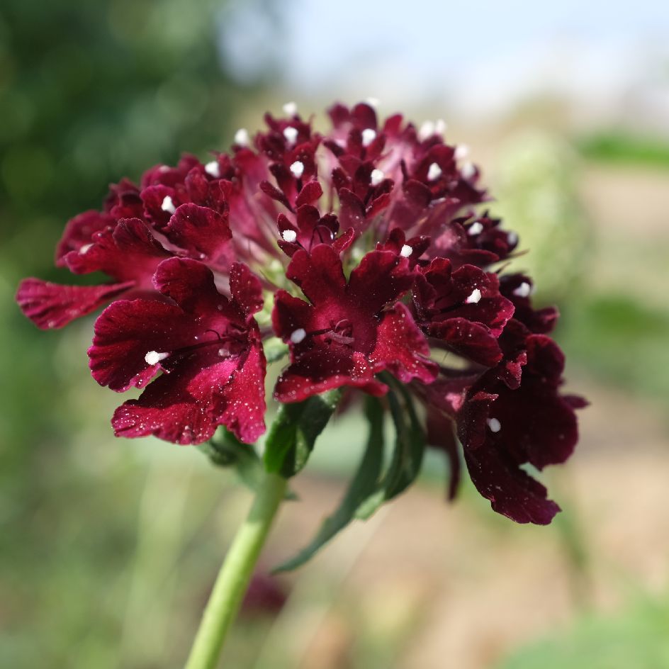 Scabieuse Black Night Bio