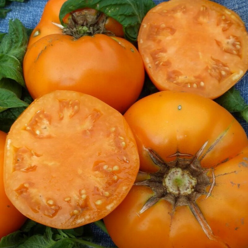 Tomate Brandywine Yellow Bio
