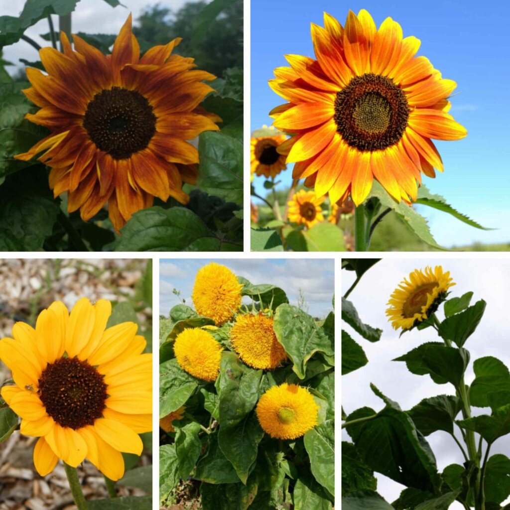 Mélange de Tournesols Bio – Gamme Couleur au Jardin