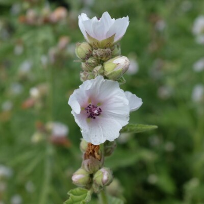 Guimauve Althaea officinalis : plante pouvant atteindre 150 centimètres dont les racines servent à fabriquer la guimauve.