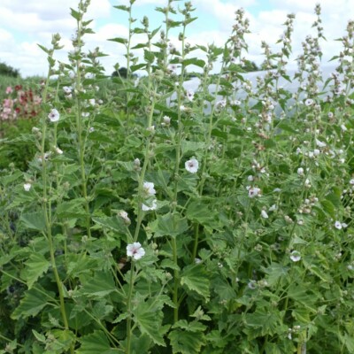 Guimauve Althaea officinalis : plante pouvant atteindre 150 centimètres dont les racines servent à fabriquer la guimauve.