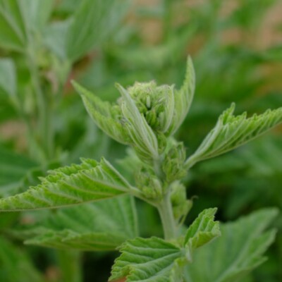 Guimauve Althaea officinalis : plante pouvant atteindre 150 centimètres dont les racines servent à fabriquer la guimauve.