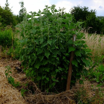 Guimauve Althaea officinalis : plante pouvant atteindre 150 centimètres dont les racines servent à fabriquer la guimauve.
