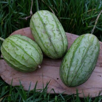 graines de Apodanthera undulata var. australis : Plante rare, non comestible, de la famille des cucurbitacées. Semences reproductibles.