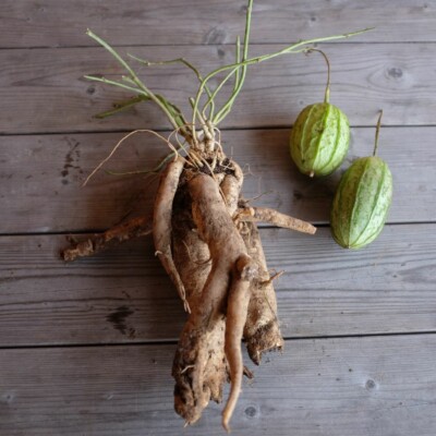 graines de Apodanthera undulata var. australis : Plante rare, non comestible, de la famille des cucurbitacées. Semences reproductibles.