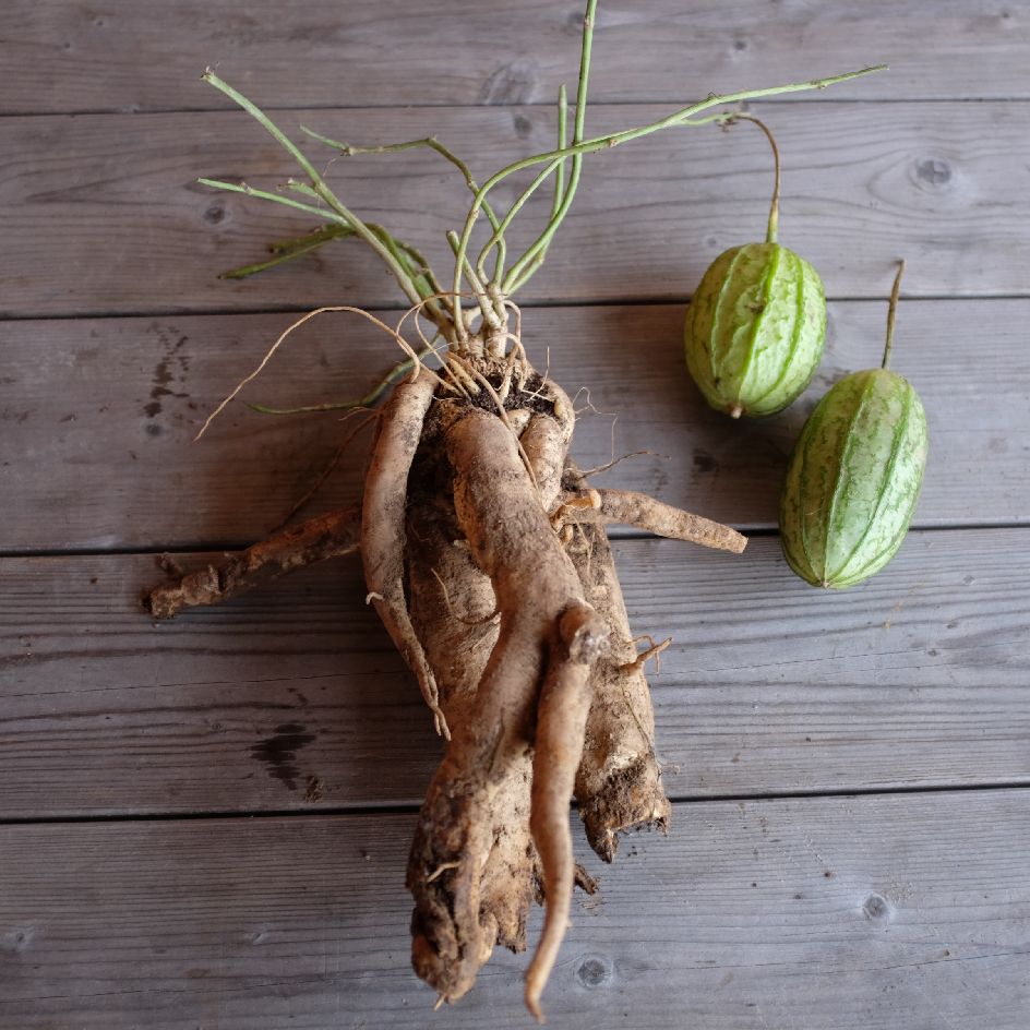 graines de Apodanthera undulata var. australis : Plante rare, non comestible, de la famille des cucurbitacées. Semences reproductibles.