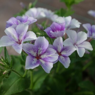 Phlox drummondii Sugar stars : Annuelle donnant des fleurs violet-mauve ornées d'une étoile blanche.