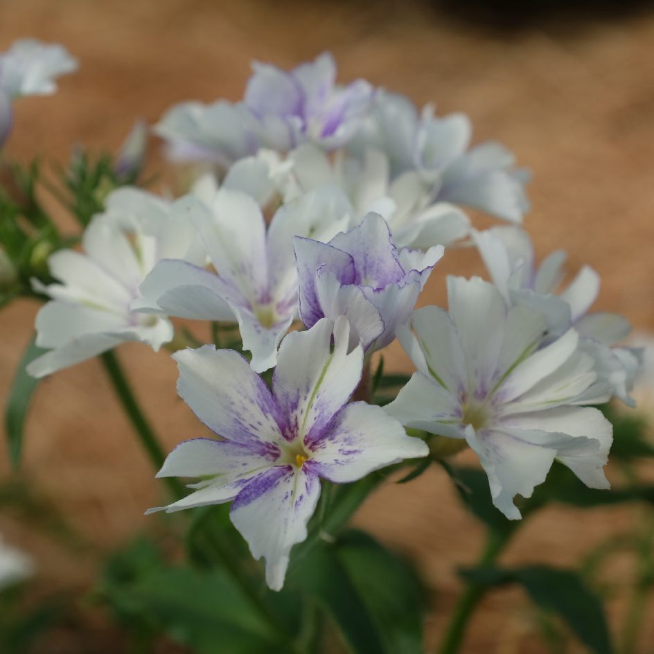 DSCF3642_WEB Phlox drummondii Sugar stars : Annuelle donnant des fleurs violet-mauve ornées d'une étoile blanche.