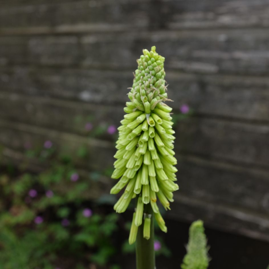 Knifophia-citrina-semence-lilian-2025 (2)_WEB Kniphofia citrina : Vivace en touffe portant des fleurs lumineuses de couleur jaune. Résistante à la sécheresse.