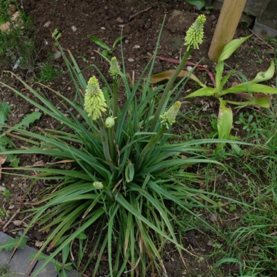 Kniphofia citrina : Vivace en touffe portant des fleurs lumineuses de couleur jaune. Résistante à la sécheresse.