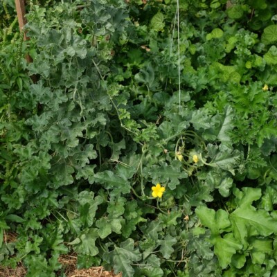 graines de Apodanthera undulata var. australis : Plante rare, non comestible, de la famille des cucurbitacées. Semences reproductibles.