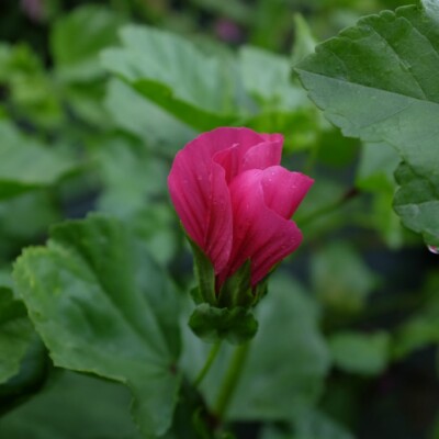 malope trifida vulcan