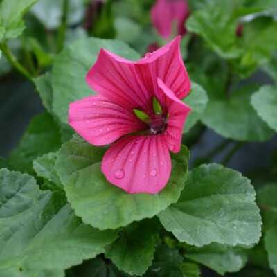 malope trifida vulcan