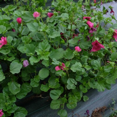 malope trifida vulcan