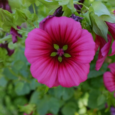malope trifida vulcan