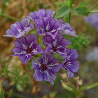 Phlox drummondii Sugar stars : Annuelle donnant des fleurs violet-mauve ornées d'une étoile blanche.