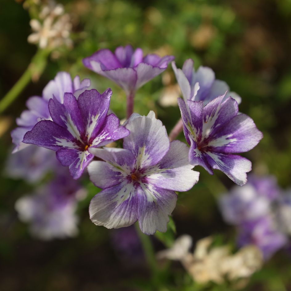 Phlox drummondii Sugar stars : Annuelle donnant des fleurs violet-mauve ornées d'une étoile blanche.