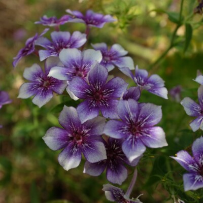 Phlox drummondii Sugar stars : Annuelle donnant des fleurs violet-mauve ornées d'une étoile blanche.