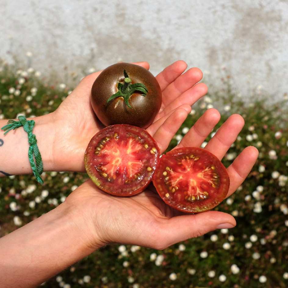 Tomate Black Prince Bio