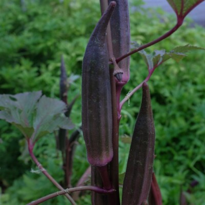 gombo red burgundy