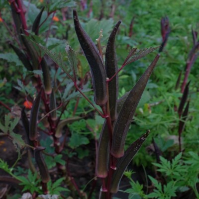 gombo red burgundy