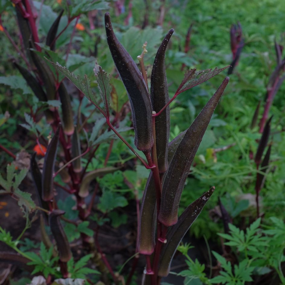 gombo-red-burgundy-bio-semences-laboiteagraines-2026 (4)_WEB gombo red burgundy