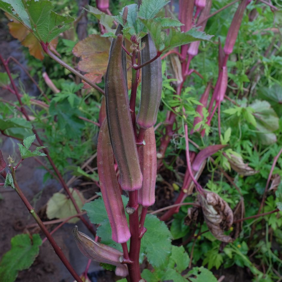 gombo red burgundy