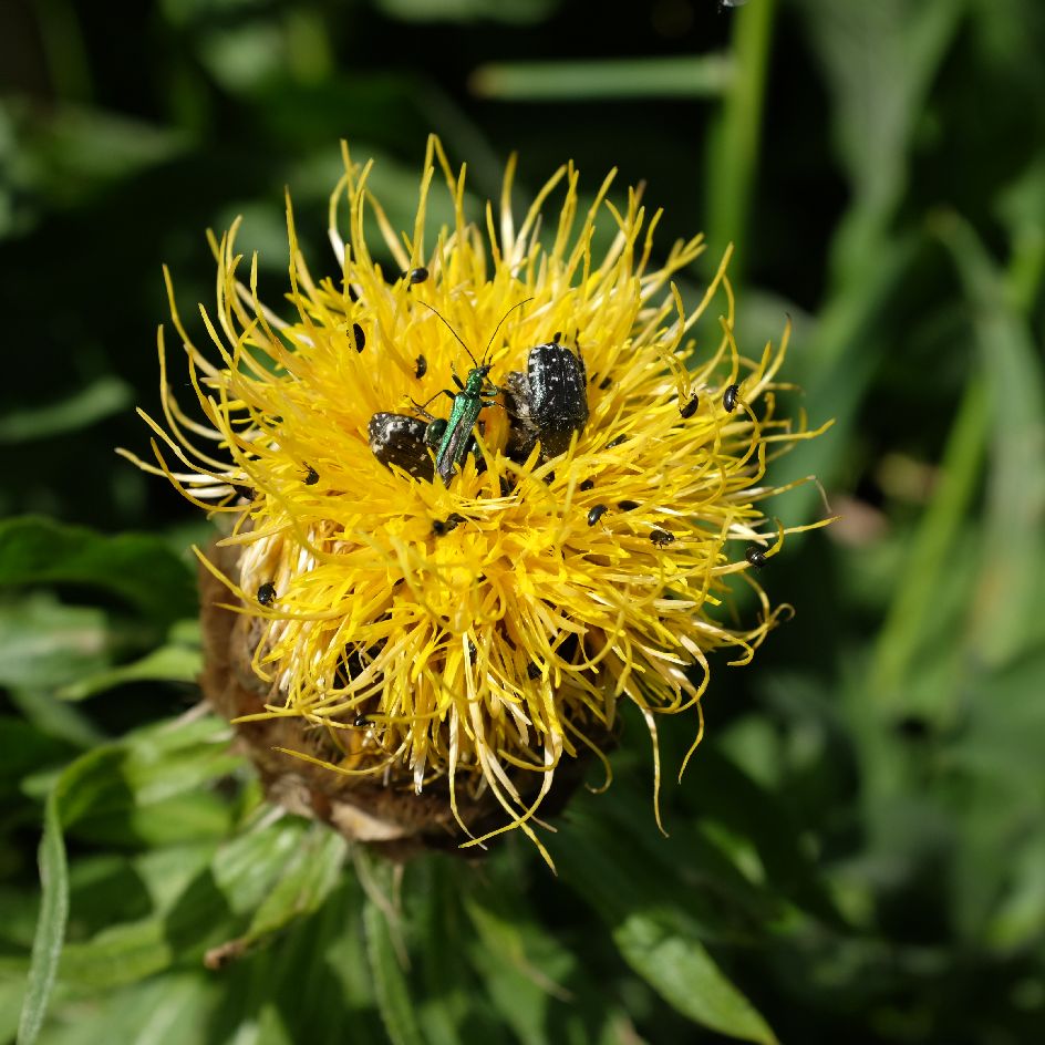 2022-fleur-centaurea-macrocephalum-fleur (6)_WEB centaurea macrocephala