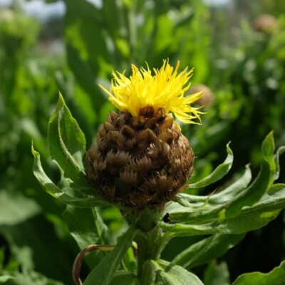 centaurea macrocephala