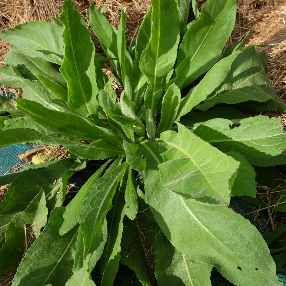 centaurea macrocephala-bio-semence-la-boite-a-graines-2025 (4)_WEB centaurea macrocephala