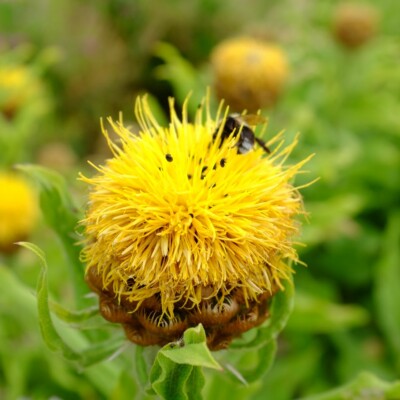 centaurea macrocephala