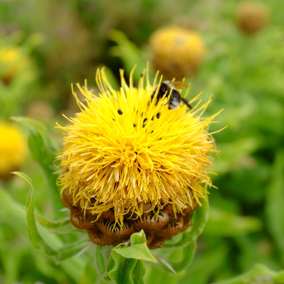 centaurea macrocephala