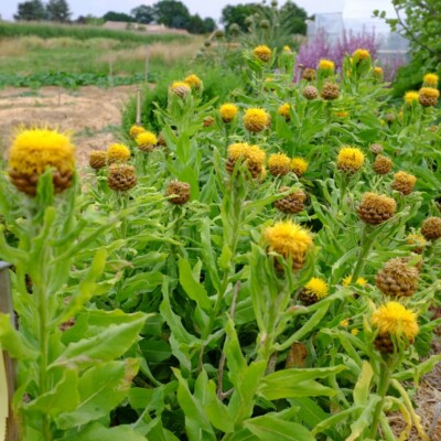 centaurea macrocephala